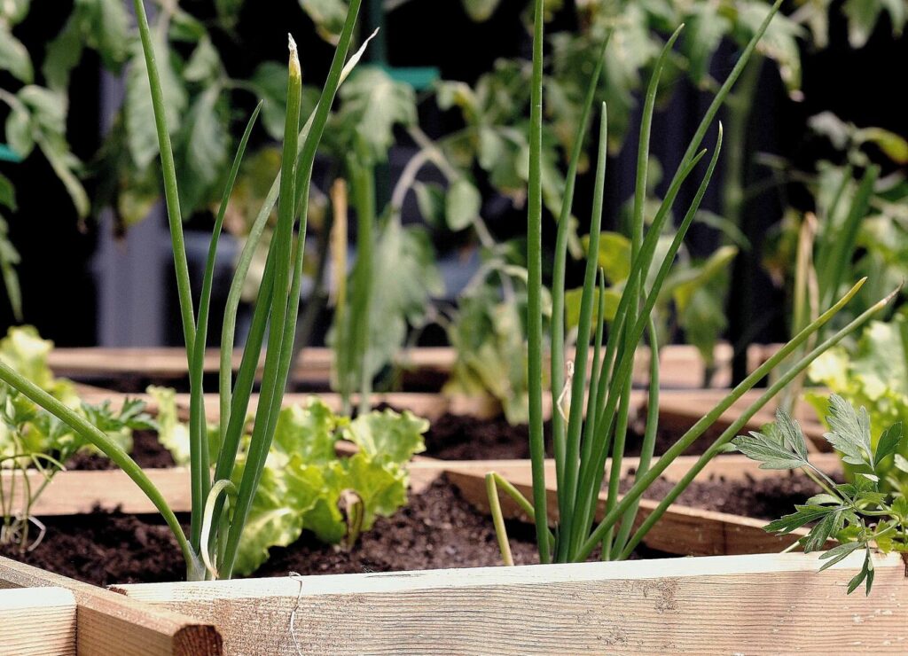 Smart planters with automated watering systems
