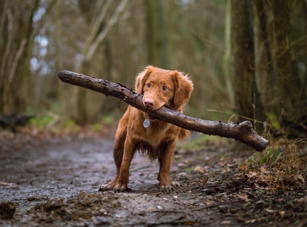 Advanced Pet Tracking Devices with GPS and Health Monitoring