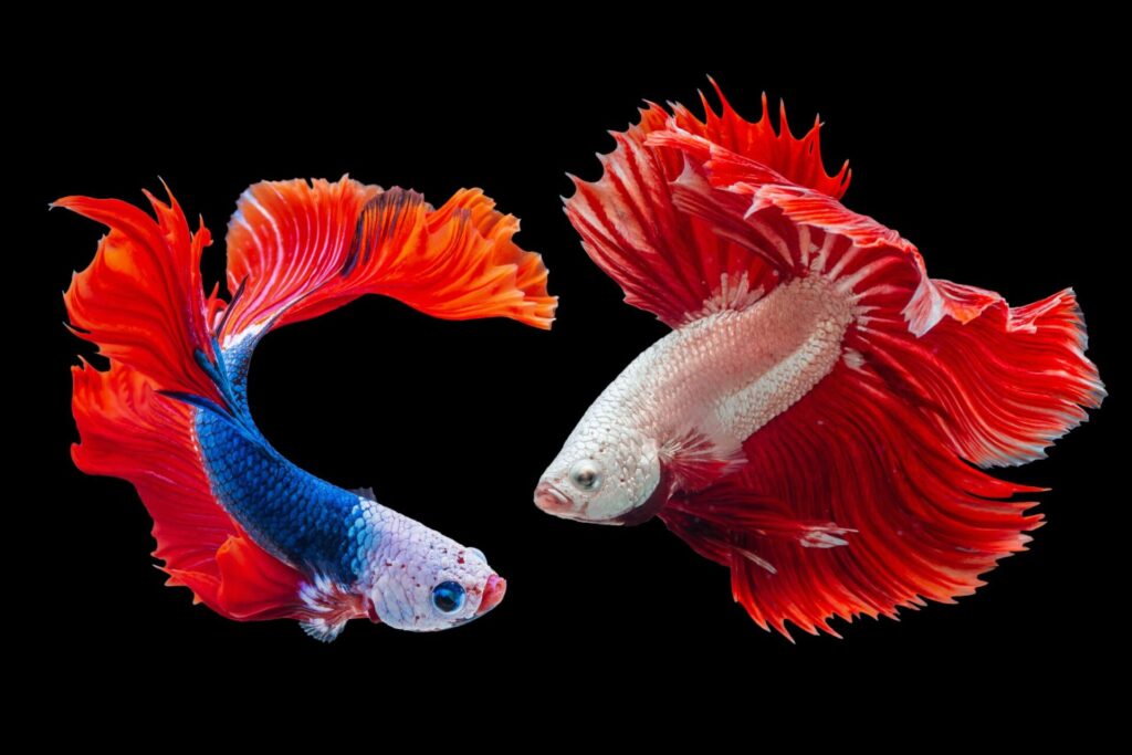 AI-Powered Home Aquariums with Automated Feeding